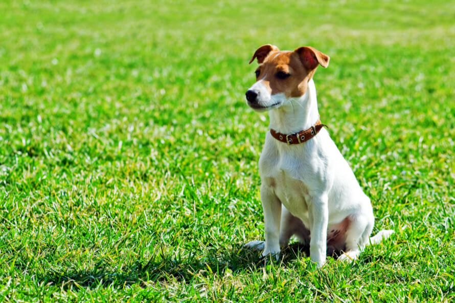 Jack Russel terrier